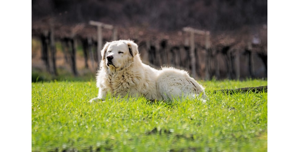 Bella, a Maremma Shepherd